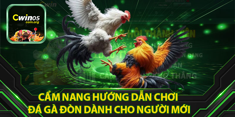 Cẩm Nang Hướng Dẫn Chơi Đá Gà Đòn Dành Cho Người Mới